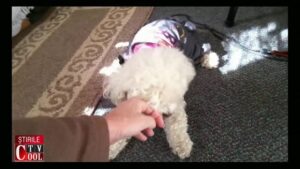 Știrile Cool TV Noiembrie 2017